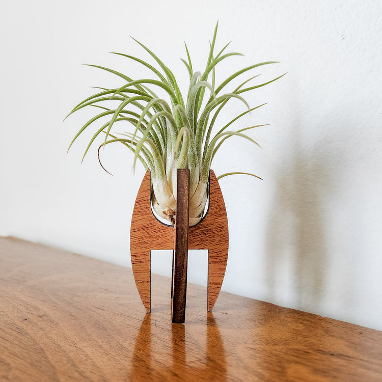 Small wooden air plant desk holder displaying an air plant.