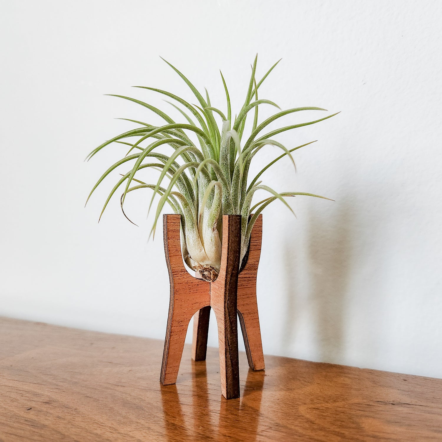 air plant holder near me Air Plant Holder Display