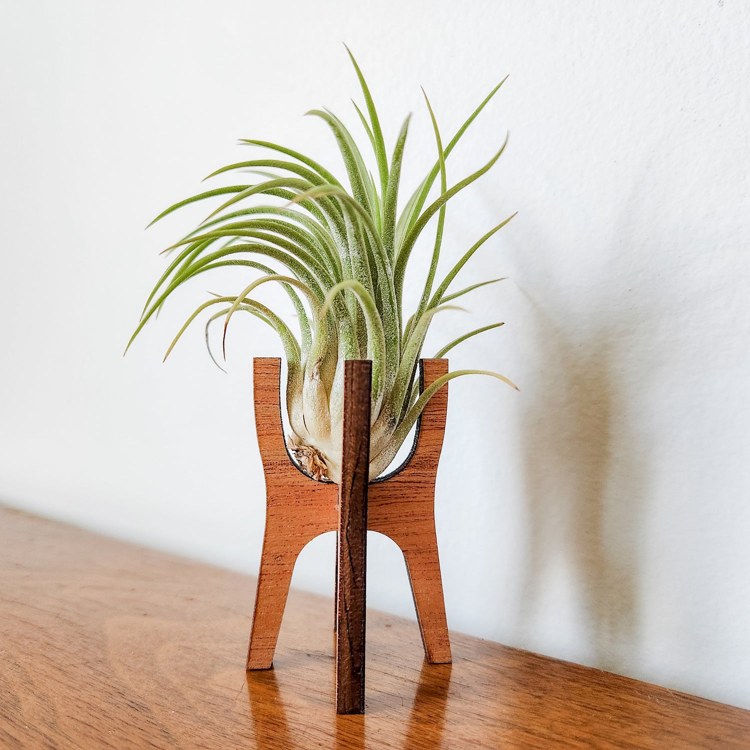 air plant holder design Air Plant Holder Display