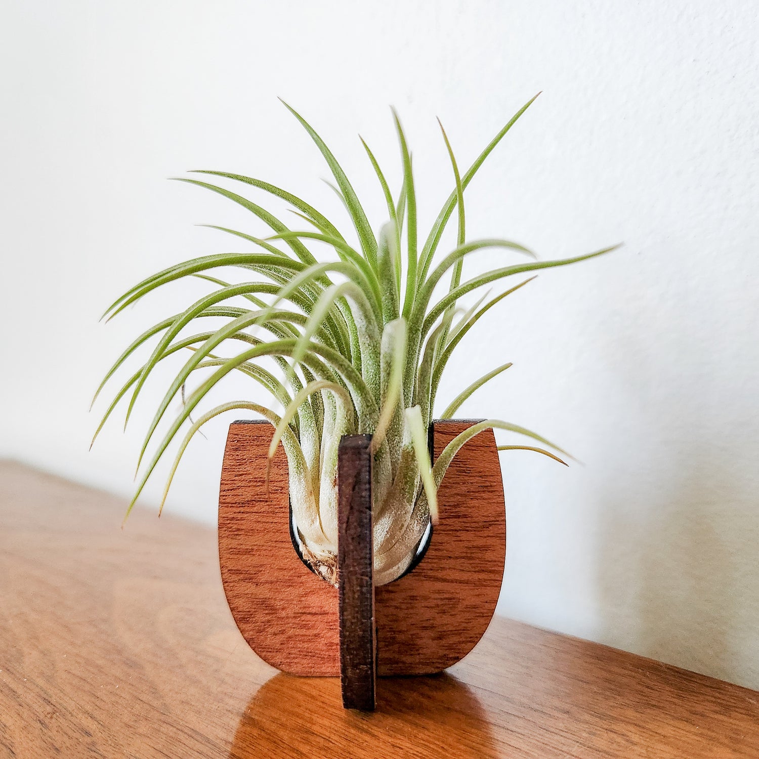 air plant holder near me Air Plant Holder - Wood Desk Stand