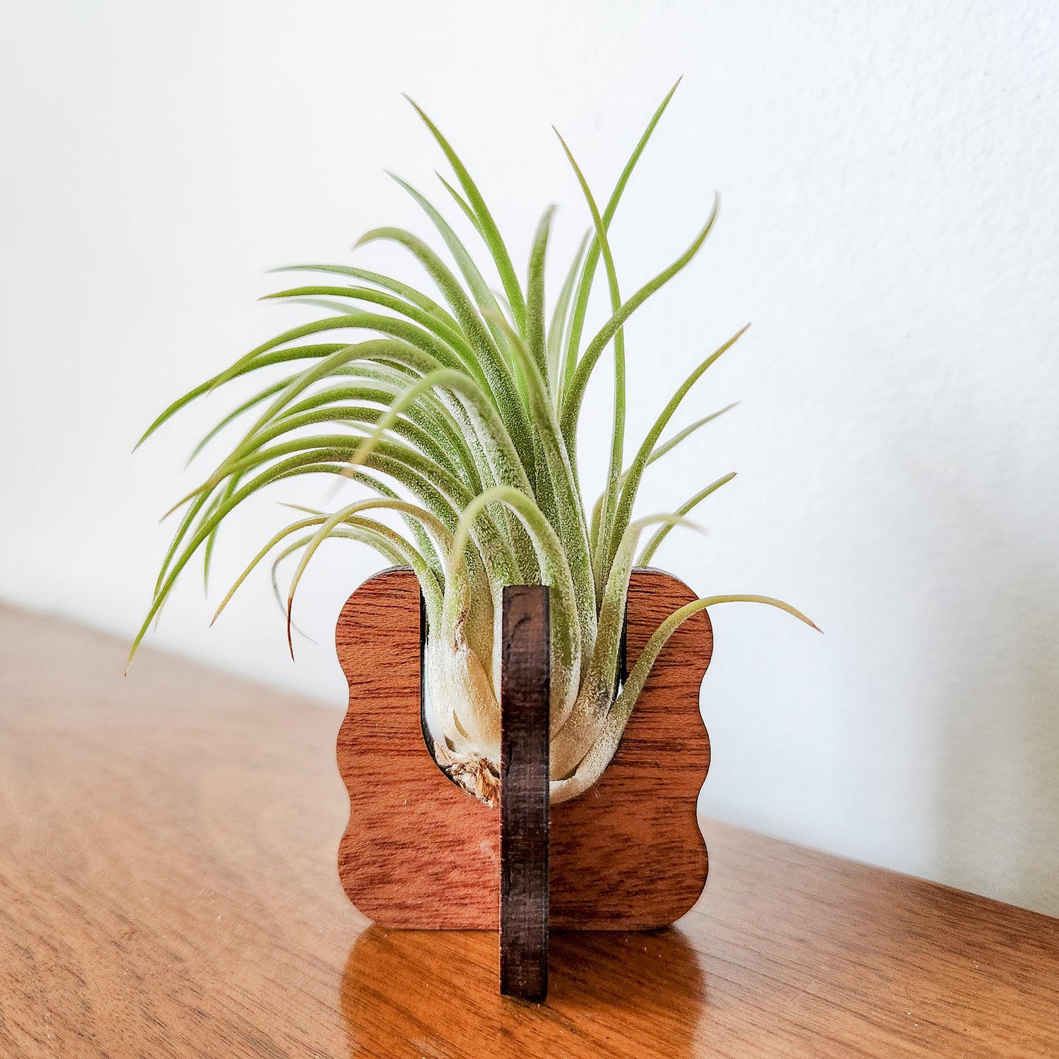 desk air plant Air Plant Holder - Wood Desk Stand