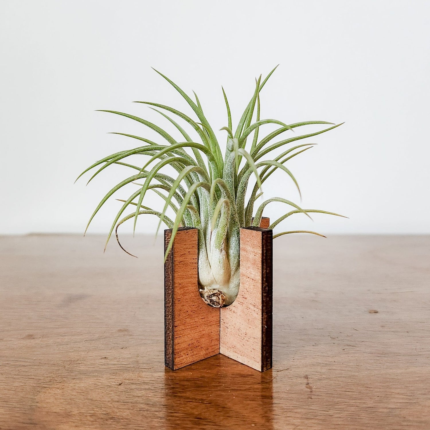 air plant stand holder Air Plant Holder - Wood Desk Stand