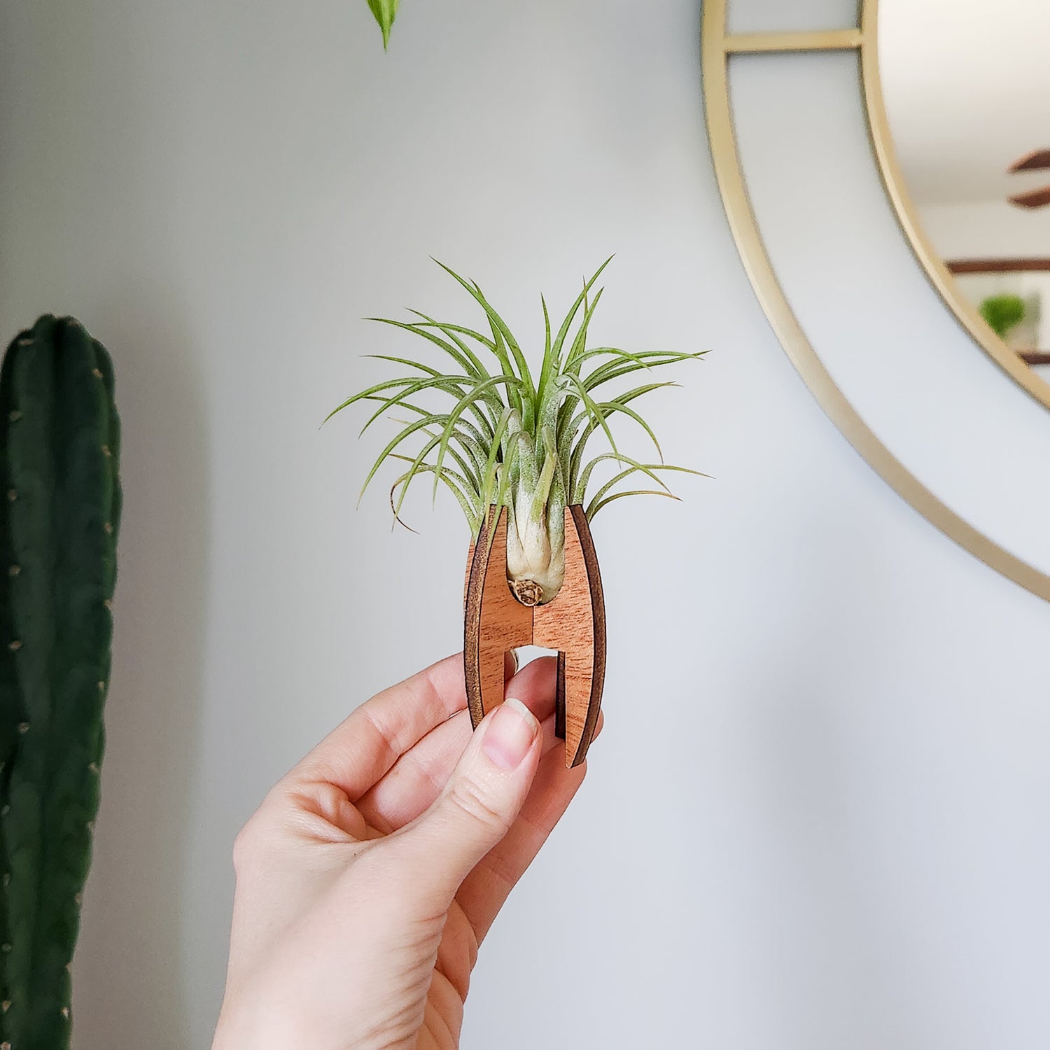 air plant holders amazon Air Plant Holder - Wood Desk Stand