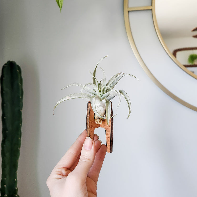 Hand holding a small wooden air plant desk holder displaying an air plant.