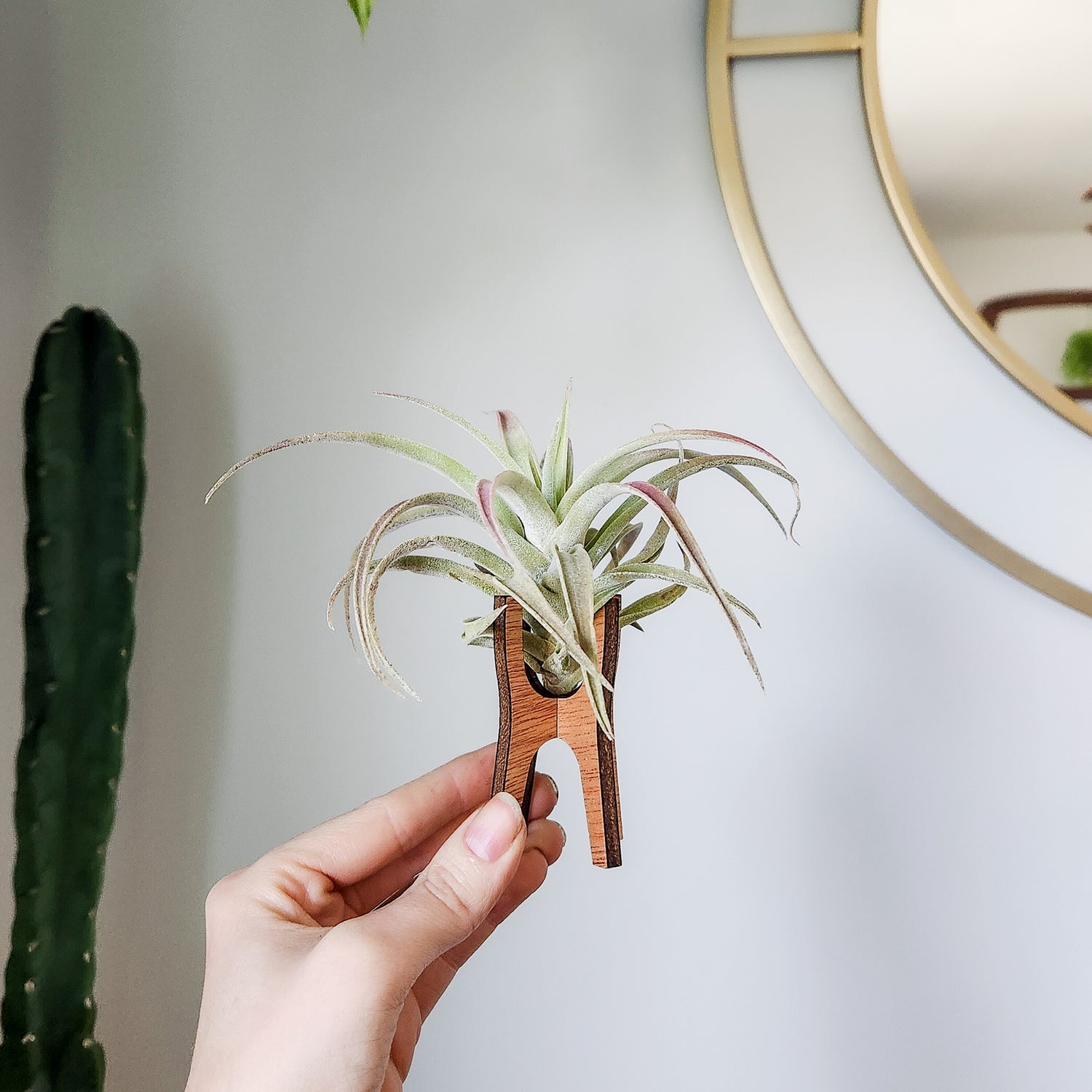 air plant hand holder Air Plant Holder - Wood Desk Stand