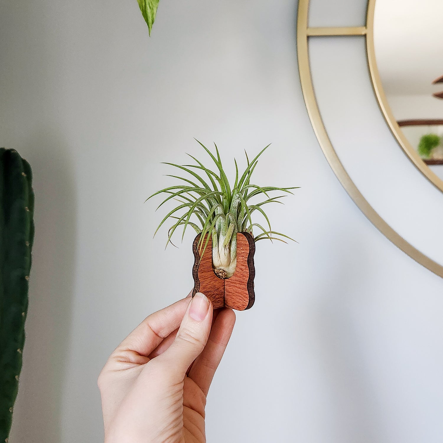 desk air plant Air Plant Holder - Wood Desk Stand