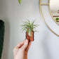 Hand holding a small wooden air plant desk holder displaying an air plant.