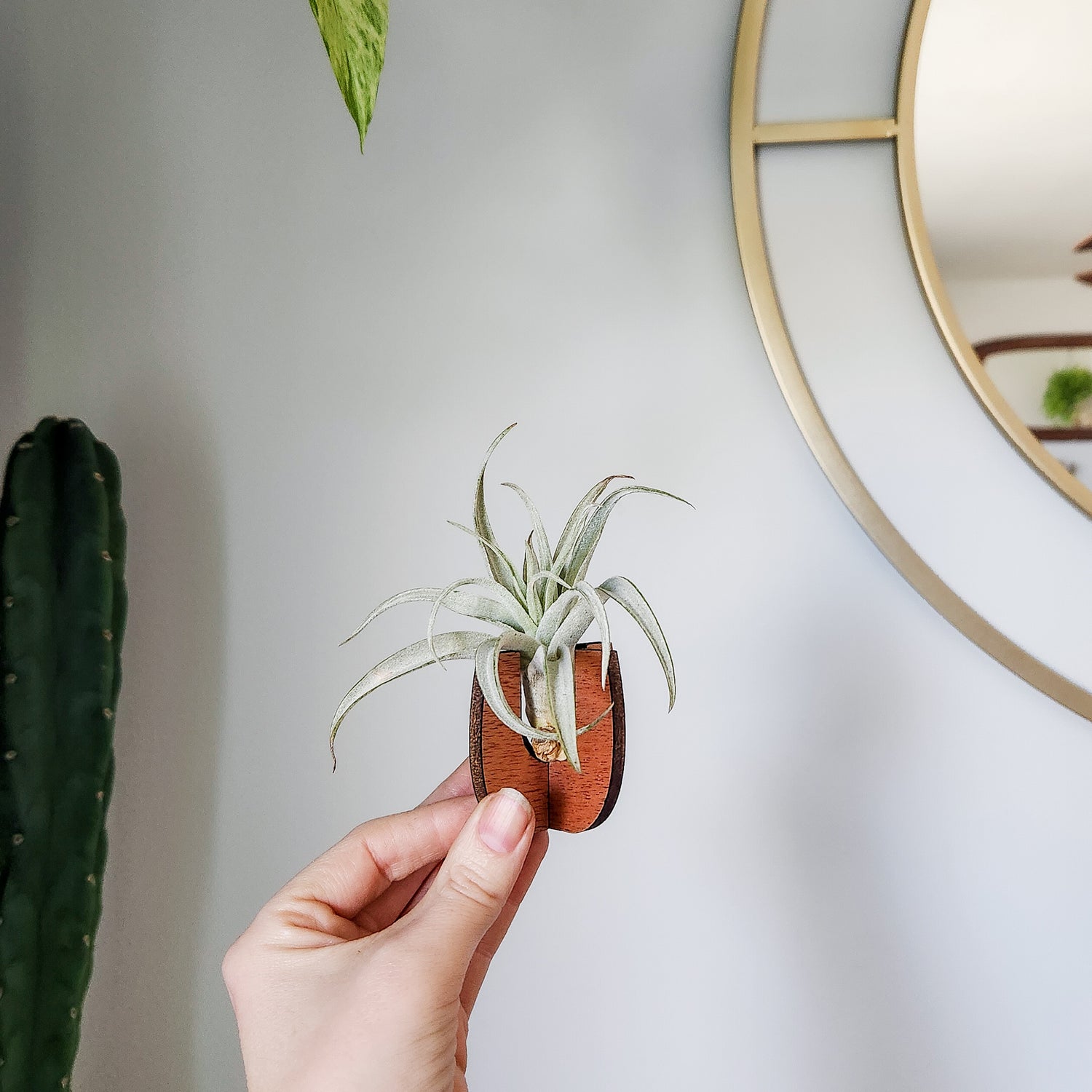 desk air plants Air Plant Holder - Wood Desk Stand