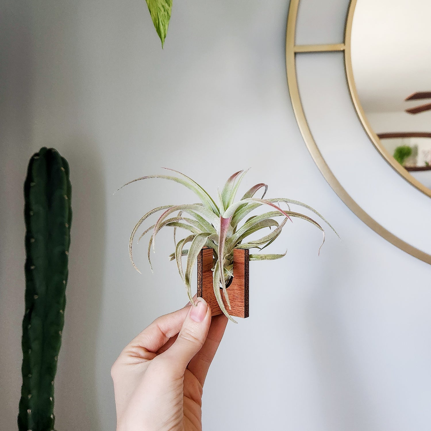 air plant hoop Air Plant Holder - Wood Desk Stand
