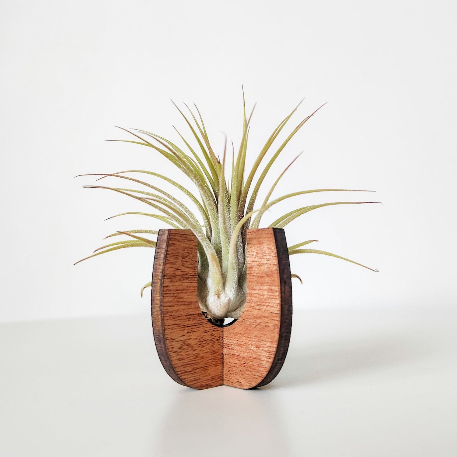 desk air plants Air Plant Holder - Wood Desk Stand