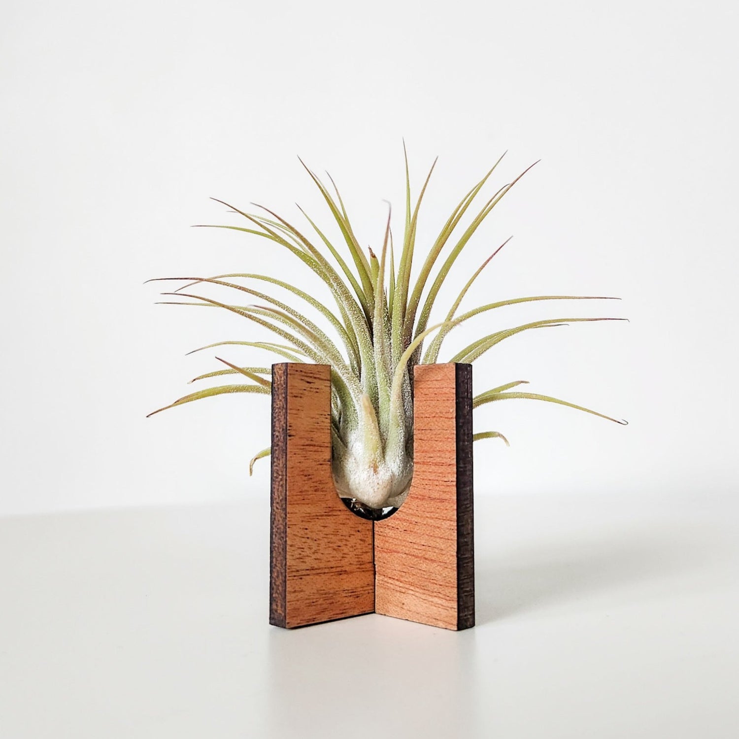 tabletop air plant holder Air Plant Holder Display