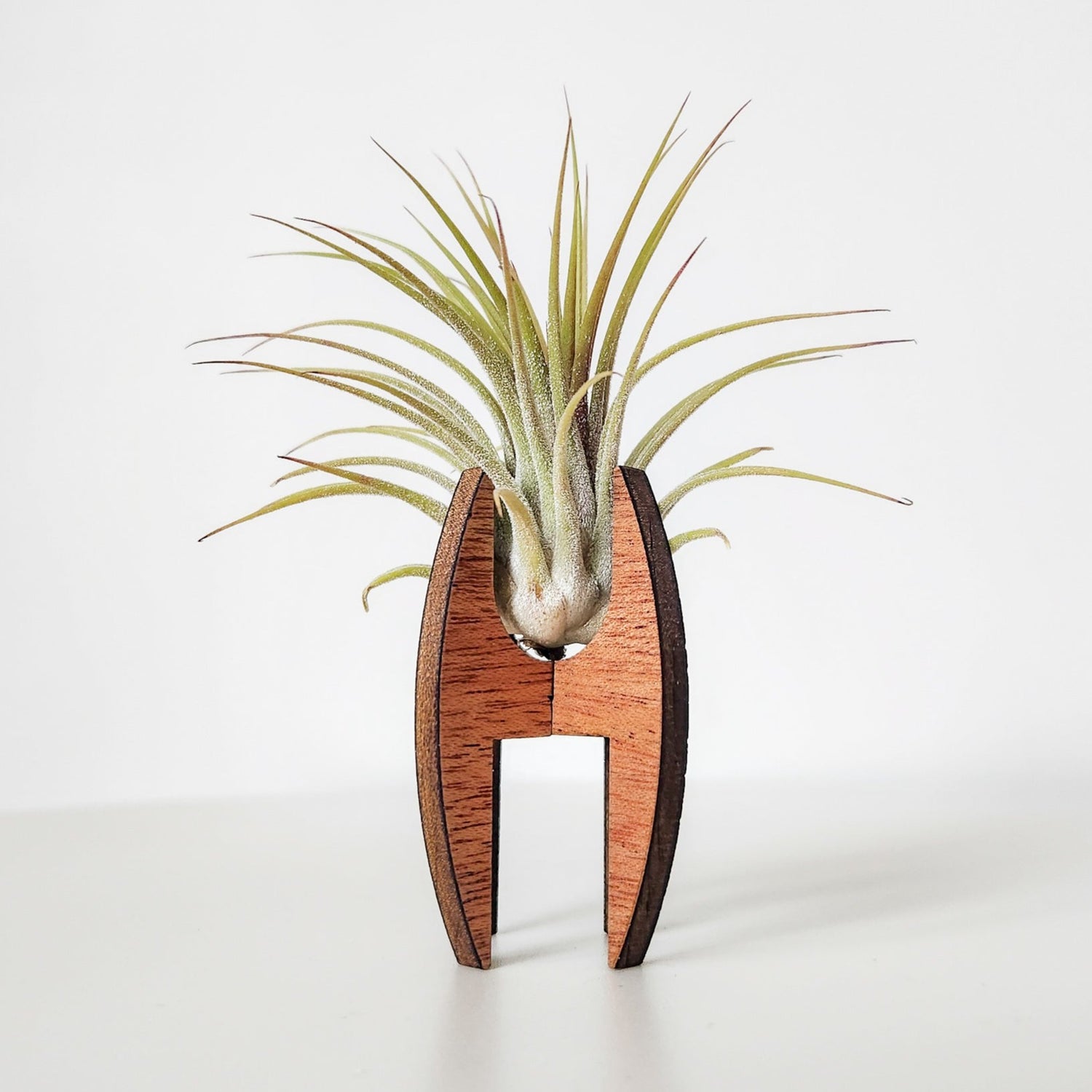 air plant wooden frame Air Plant Holder Display