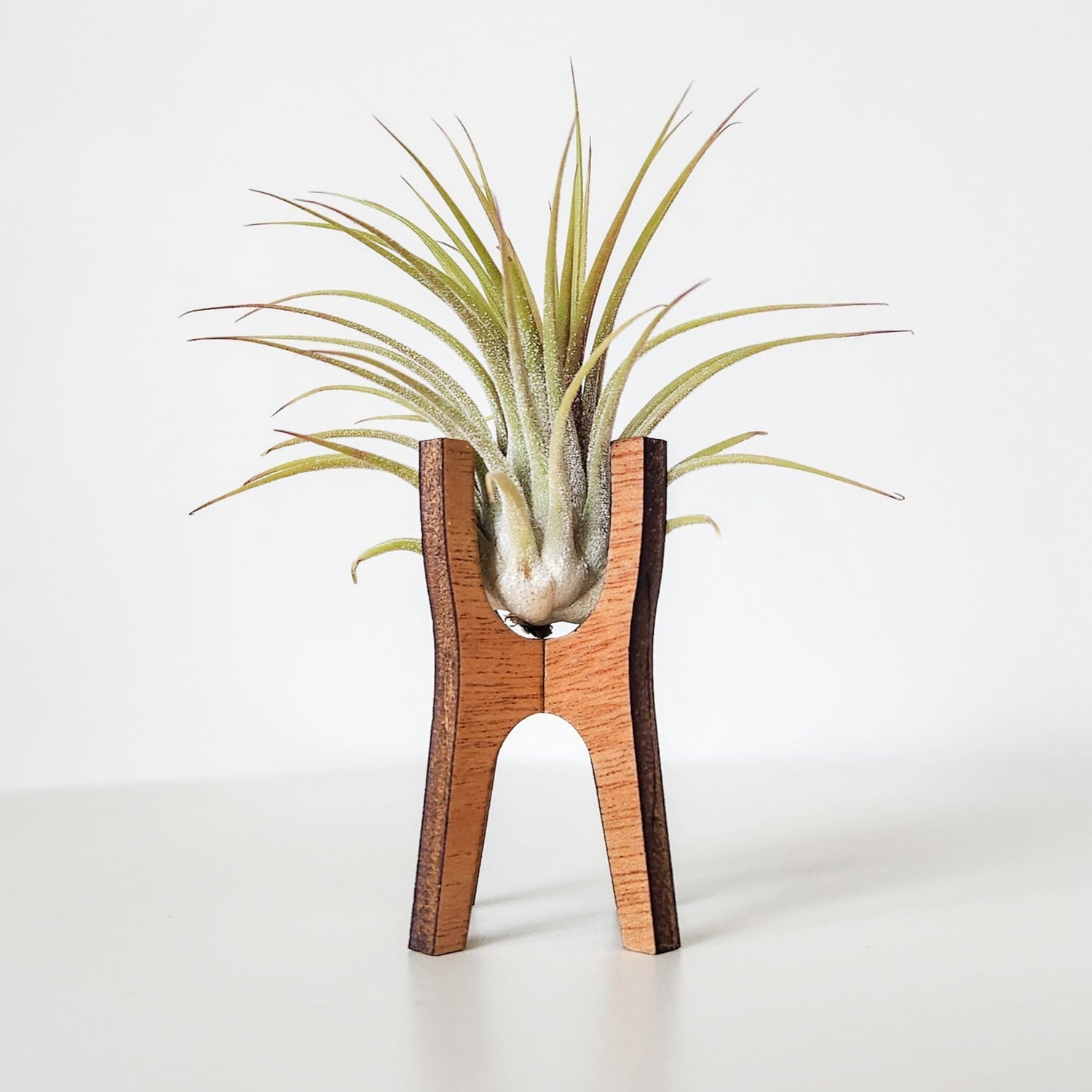 desk air plant Air Plant Holder Display