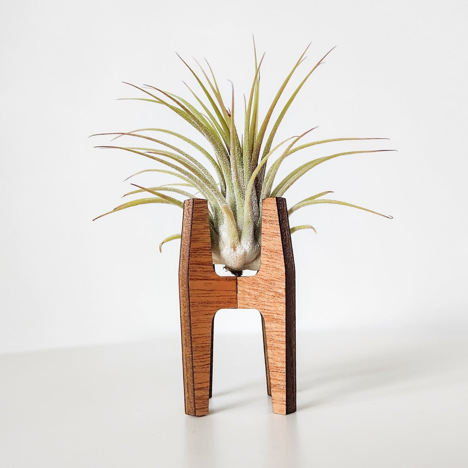 tiny air plant holder Air Plant Holder Display