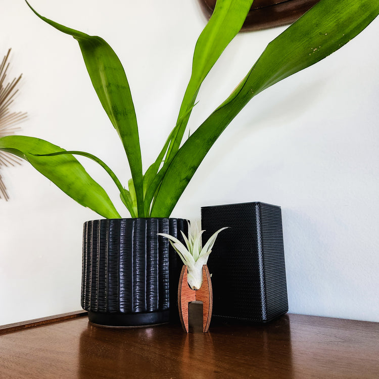 Small wooden air plant desk holder displaying an air plant.