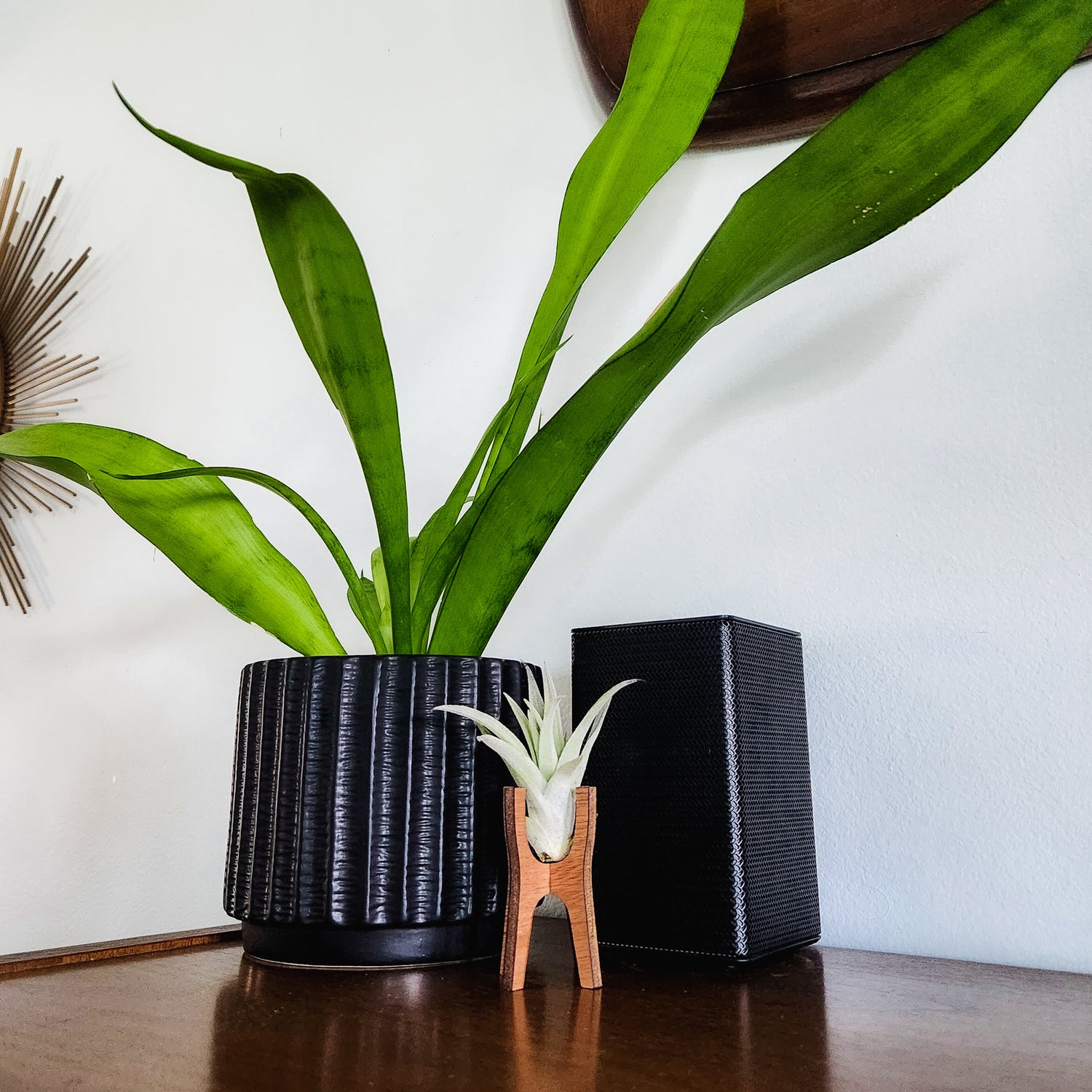 desk air plant Air Plant Holder - Wood Desk Stand