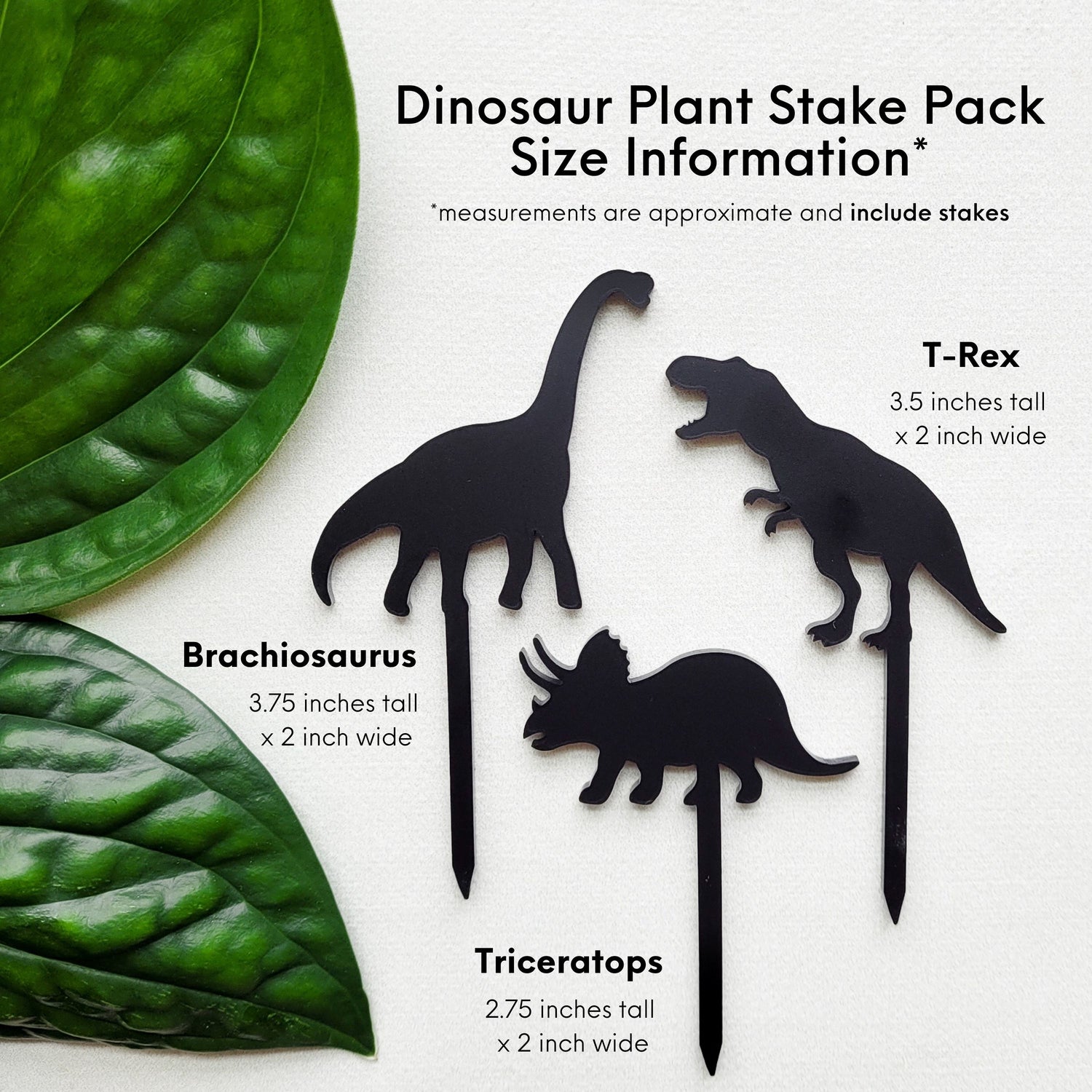 Mini dinosaur plant stakes on white background with size information that matches the written description.