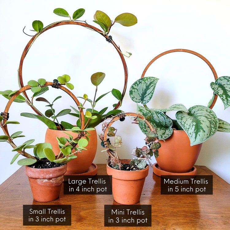 Four vining houseplants in clay pots displayed on different sizes of the single hoop indoor plant trellis sitting on an end table.