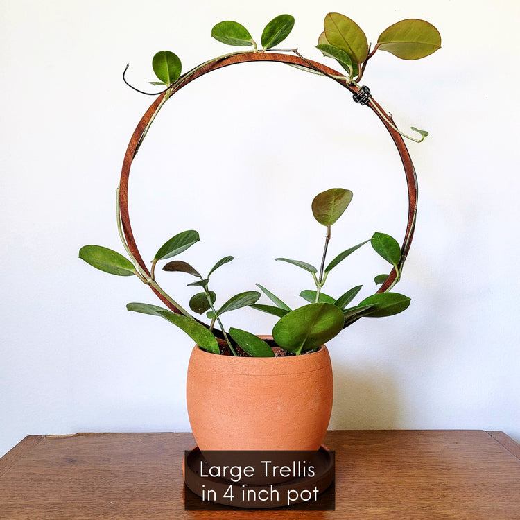 Vining Hoya Australis in a 4 inch clay pot displayed on the large single hoop wooden indoor plant trellis.