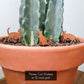 Three cat silhouette plant stakes shown grouped together in a 12 inch clay pot containing a large cactus.