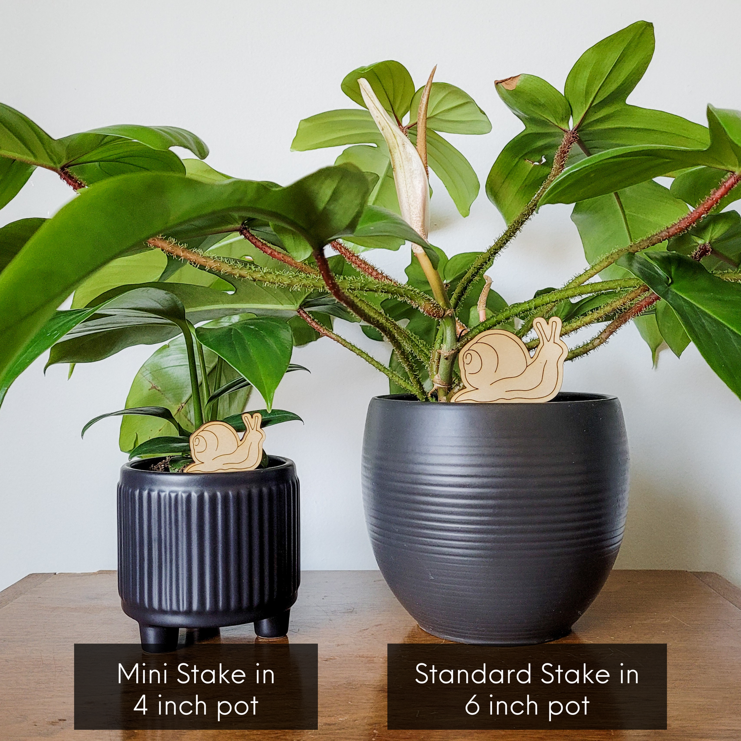 snail on indoor plant Garden Snail Indoor Plant Accessory