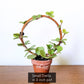 Vining Peperomia Hope in a 3 inch clay pot displayed on the small single hoop wooden indoor plant trellis.
