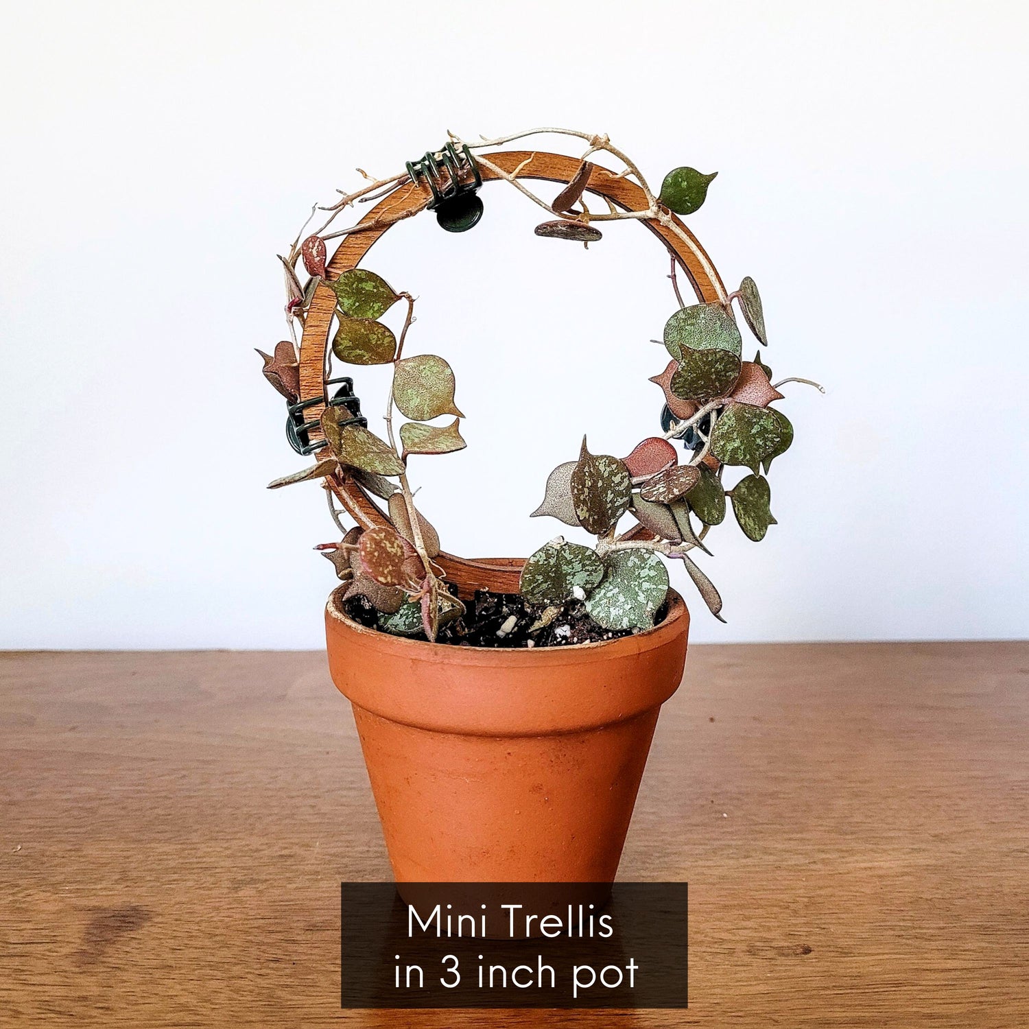 circle trellis for indoor plants Round Circle Indoor Plant Trellis