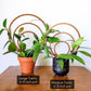 Two vining potted houseplants displayed on two sizes of the triple hoop indoor plant trellis sitting on an end table.