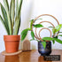 Vining Hoya Pubicalyx plant in a 3 inch black pot displayed on the medium triple hoop wooden indoor plant trellis.