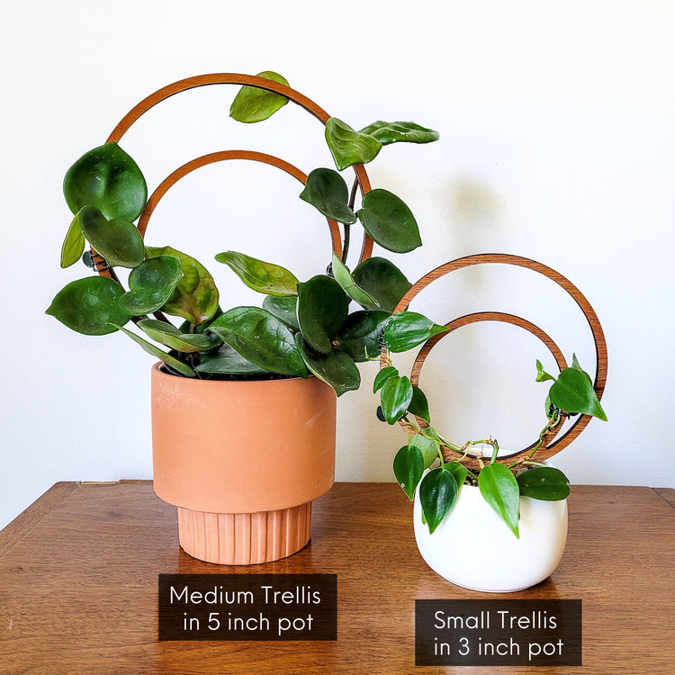 Two vining potted houseplants displayed on different sizes of the double hoop indoor plant trellis sitting on an end table.