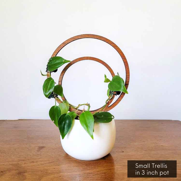 Vining Heartleaf Philodendron in a 3 inch white pot displayed on the small double hoop wooden indoor plant trellis.