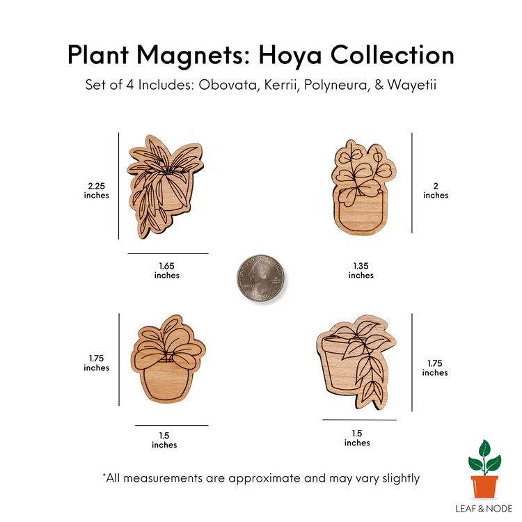Engraved hoya plant magnets displayed on a white background with size information that matches measurements in the written description.