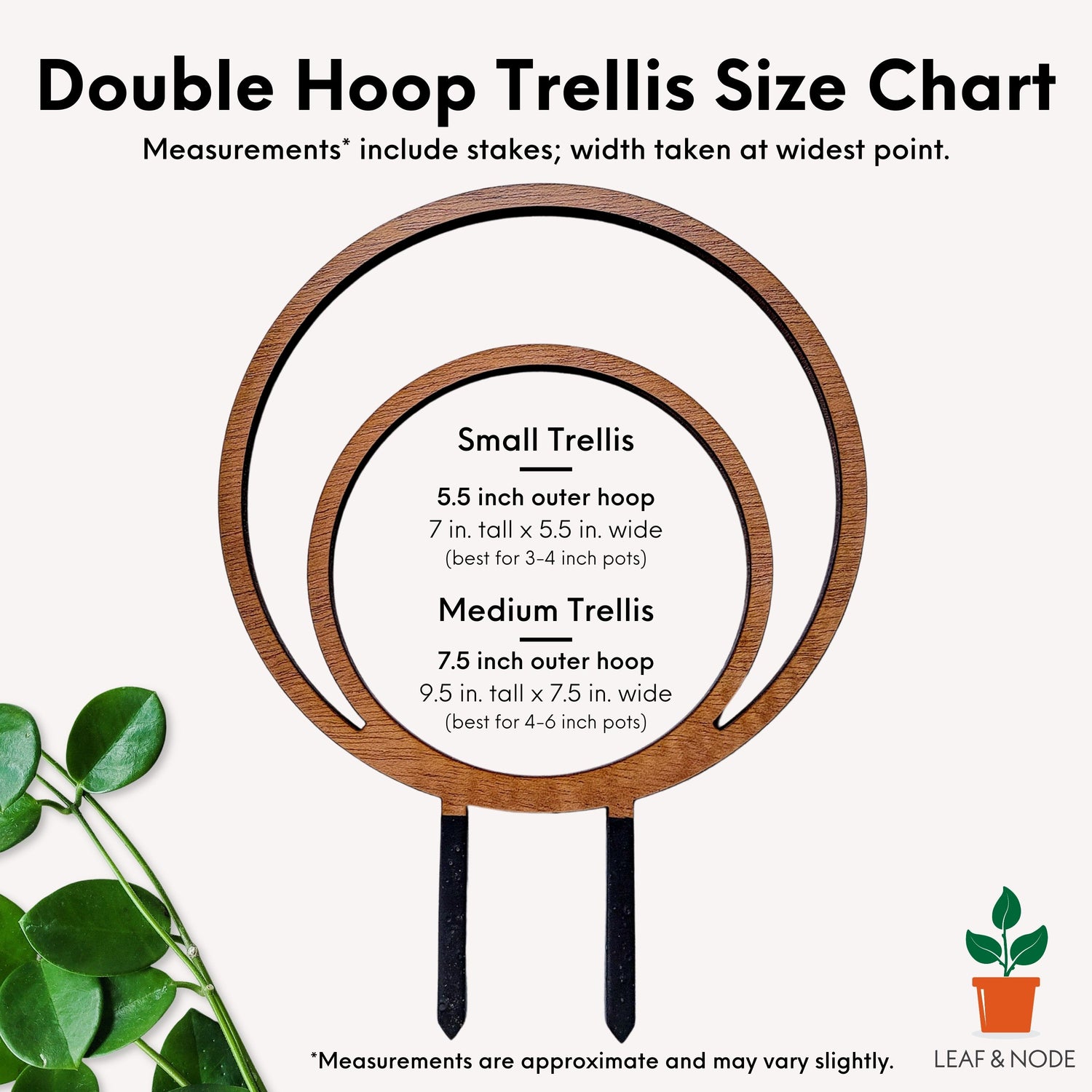 Size chart for small and medium sizes of the double hoop wooden indoor plant trellis.