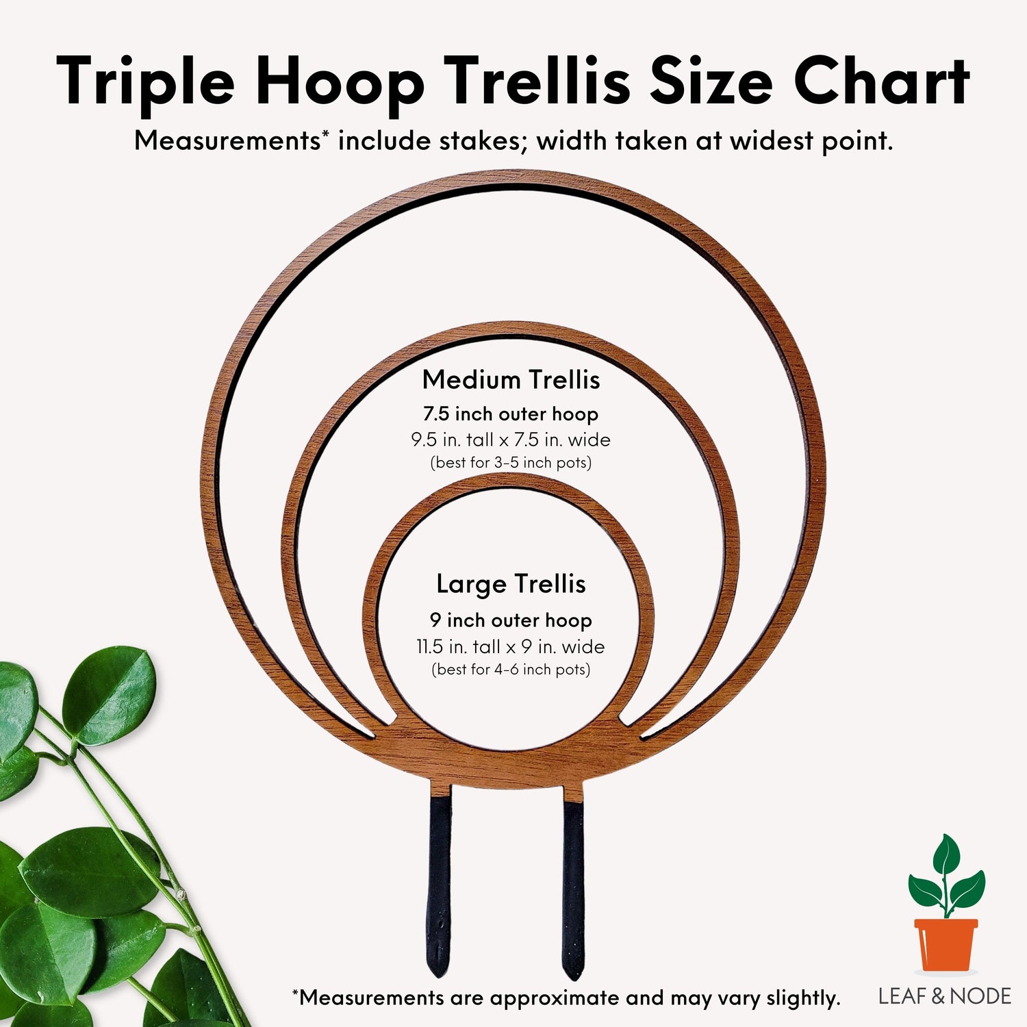 Size chart for medium and large sizes of the triple hoop wooden indoor plant trellis.