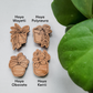 Four handcrafted magnets featuring different hoya plant designs engraved in cherry wood on white background with plant name labels.