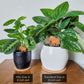 Standard and Mini wooden Woolly Mammoth plant stakes displayed in two pots of houseplants.